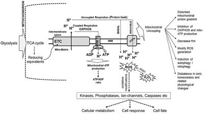 Mycobacterial Control of Host Mitochondria: Bioenergetic and Metabolic Changes Shaping Cell Fate and Infection Outcome